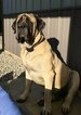 Small Photo #1 Mastiff Puppy For Sale in MANSFIELD, OH, USA