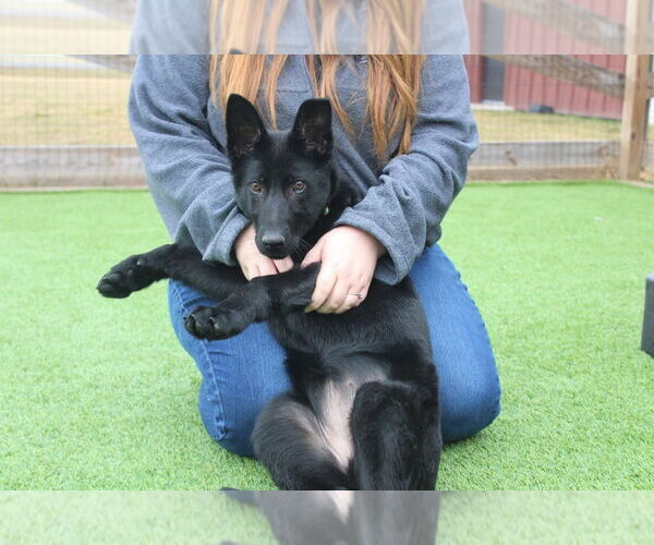 Medium Photo #2 German Shepherd Dog-Unknown Mix Puppy For Sale in Chestertown, MD, USA