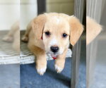 Small #2 Golden Retriever-Plott Hound Mix