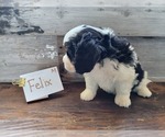 Small Photo #9 Bernese Mountain Dog-Cavalier King Charles Spaniel Mix Puppy For Sale in CUBA CITY, WI, USA