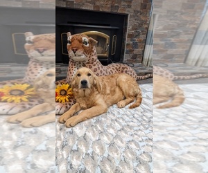English Cream Golden Retriever Puppy for sale in ELVERTA, CA, USA