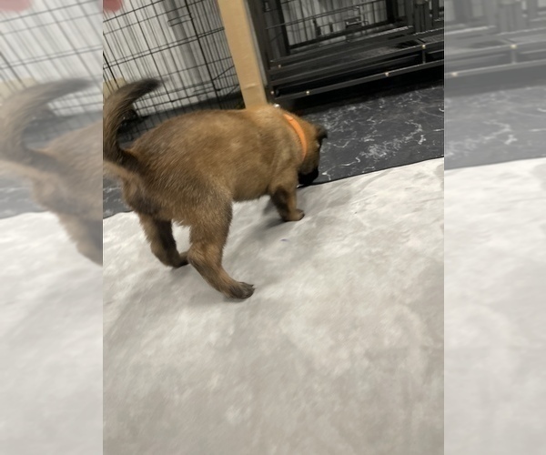 Medium Photo #85 Belgian Malinois Puppy For Sale in REESEVILLE, WI, USA