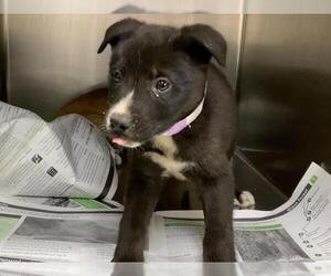 Border Collie-Unknown Mix Dogs for adoption in Visalia, CA, USA