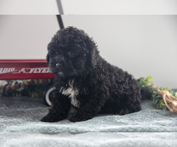 Medium Photo #13 Poodle (Miniature)-Portuguese Water Dog Mix Puppy For Sale in FREDERICKSBURG, OH, USA