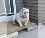 Small Photo #4 Bulldog-Unknown Mix Puppy For Sale in Sheboygan, WI, USA