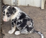 Small #3 Border-Aussie