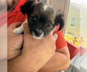Chihuahua Puppy for sale in ELIZABETHTOWN, PA, USA