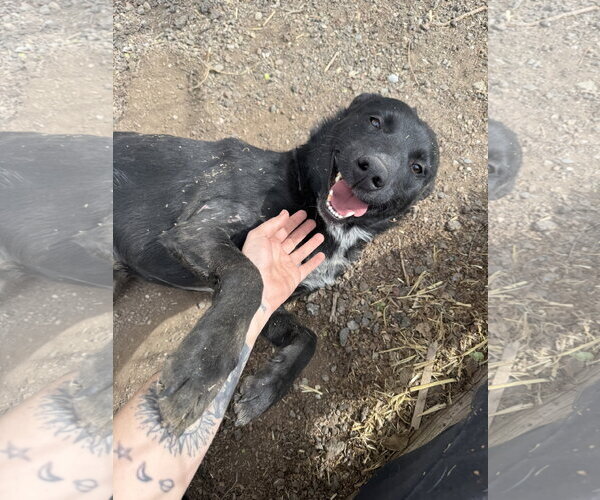 Medium Photo #1 Border Collie-Unknown Mix Puppy For Sale in Las Vegas, NM, USA