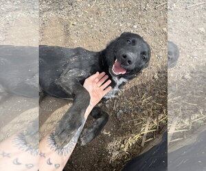 Border Collie-Unknown Mix Dogs for adoption in Las Vegas, NM, USA