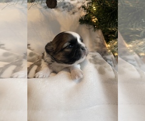 Shih Tzu Puppy for Sale in CADILLAC, Michigan USA