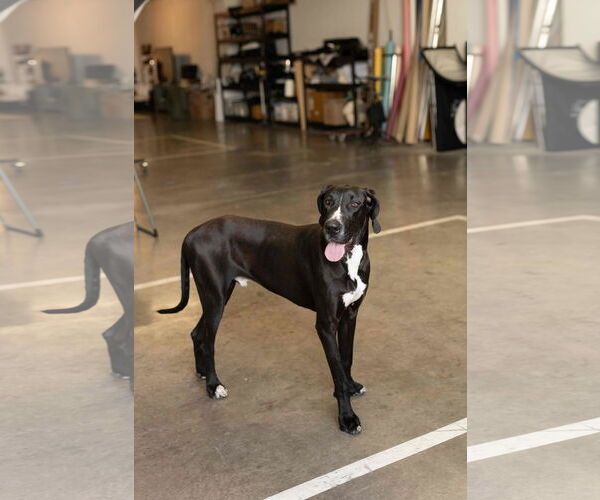 Medium Photo #13 Great Dane Puppy For Sale in Buffalo, MN, USA