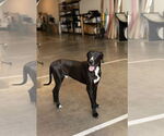 Small #12 Great Dane