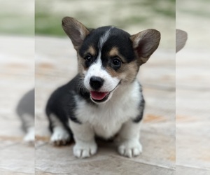 Pembroke Welsh Corgi Puppy for sale in ROLLA, MO, USA