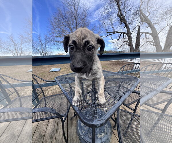 Medium Photo #8 German Shepherd Dog-Unknown Mix Puppy For Sale in Columbus, IN, USA