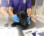 Small Labrador Retriever