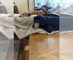 Small #2 Dachshund Mix