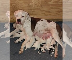 Mother of the American Bulldog puppies born on 12/09/2023