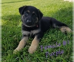 Small Photo #3 German Shepherd Dog Puppy For Sale in BLUFFTON, IN, USA