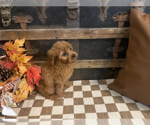 Medium Photo #4 Cavapoo (Miniature) Puppy For Sale in FULTON, KS, USA