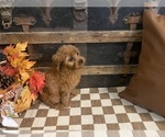 Small #3 Cavapoo (Miniature)