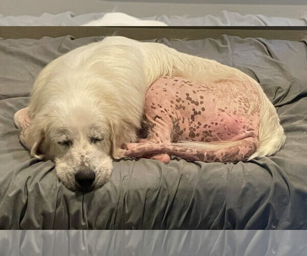 Medium Photo #4 Great Pyrenees Puppy For Sale in Dallas, TX, USA