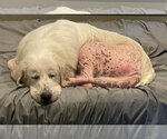 Small #3 Great Pyrenees