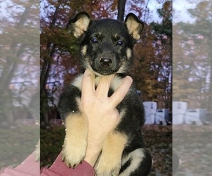 German Shepherd Dog Puppy for sale in SUMMERFIELD, NC, USA