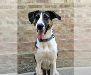 Siberian Husky-Unknown Mix Dogs for adoption in Chicago, IL, USA