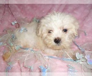 Maltipoo (Toy) Puppy for Sale in MADISON, Mississippi USA