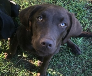 Labrador Retriever Puppy for sale in CARTERSVILLE, GA, USA