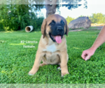 Small #7 American Mastiff-Saint Bernard Mix