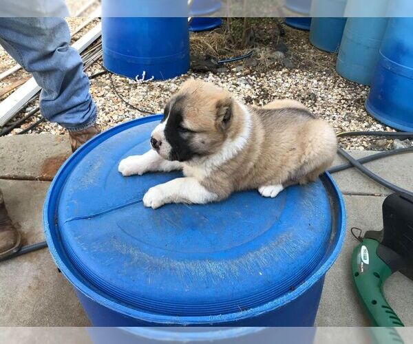 Medium Photo #15 Central Asian Shepherd Dog Puppy For Sale in LINCOLN, CA, USA