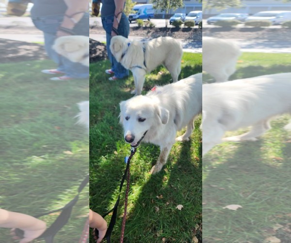 Medium Photo #1 Great Pyrenees Puppy For Sale in Croydon, NH, USA