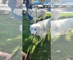 Small Great Pyrenees
