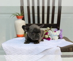 Small Photo #2 French Bulldog Puppy For Sale in SEARS, MI, USA