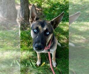 German Shepherd Dog-Siberian Husky Mix Dogs for adoption in Sacramento, CA, USA