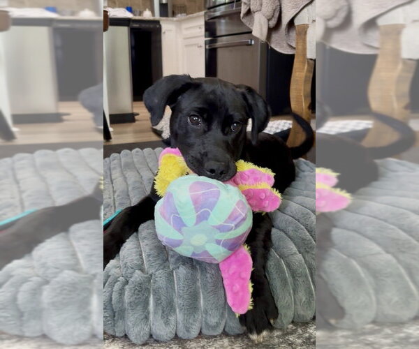 Medium Photo #3 Labrador Retriever-Unknown Mix Puppy For Sale in Mooresville, NC, USA