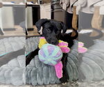 Small #2 Labrador Retriever Mix