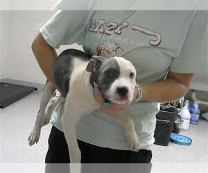 American Pit Bull Terrier Dogs for adoption in Pasadena, TX, USA