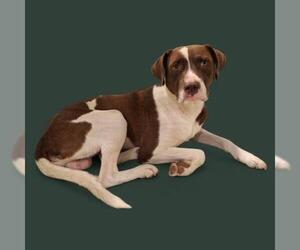 German Shorthaired Pointer-Unknown Mix Dogs for adoption in Bakersfield, CA, USA