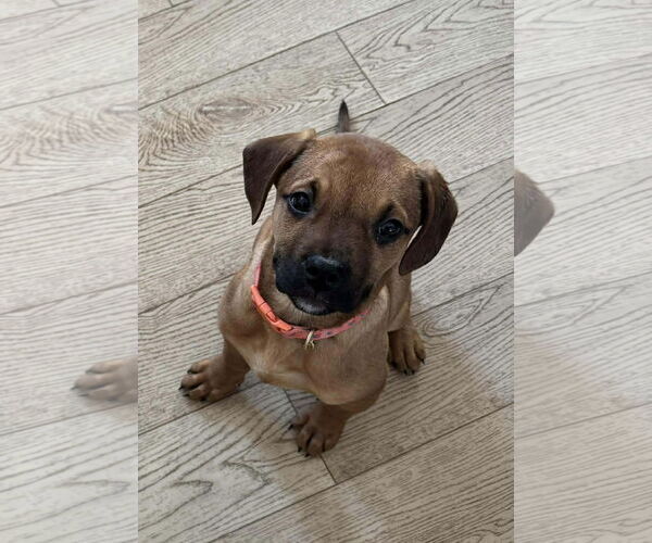 Medium Photo #2 English Mastweiler Puppy For Sale in Oro Medonte, Ontario, Canada