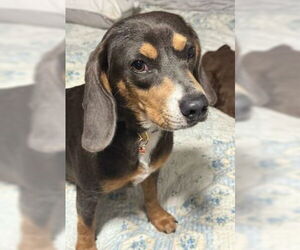 Doxle Dogs for adoption in Mt. Laurel, NJ, USA
