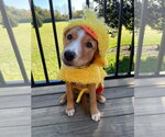 Cheese - Female Labrador Retriever-Unknown Mix Dog for Adoption - Small photo