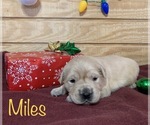 Small Photo #8 English Cream Golden Retriever Puppy For Sale in DEARBORN, MO, USA