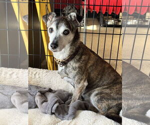 Chihuahua-Unknown Mix Dogs for adoption in Sanford, FL, USA