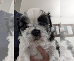 Puppy Jake Shih Tzu