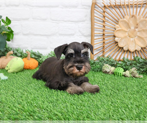 Schnauzer (Miniature) Puppy for sale in SYRACUSE, IN, USA