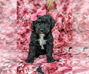 Poodle (Miniature) Puppy for sale in LINCOLN UNIV, PA, USA