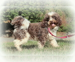 Small Photo #1 Havanese Puppy For Sale in RAINIER, OR, USA