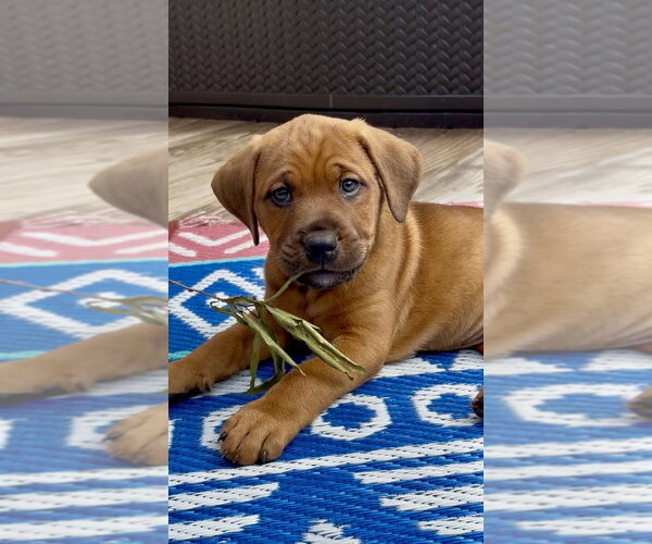 Medium Photo #8 Mutt Puppy For Sale in Mooresville, NC, USA